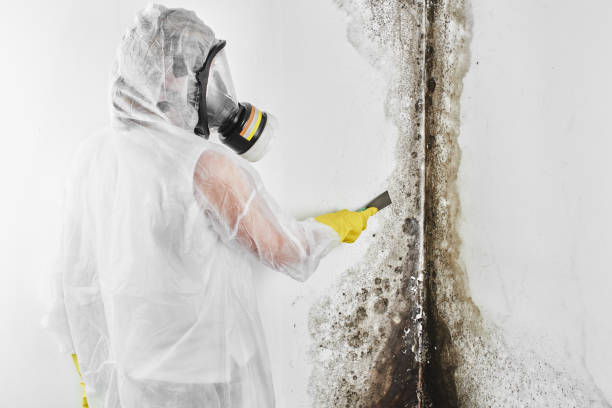 Best Home Mold Removal  in Mishicot, WI