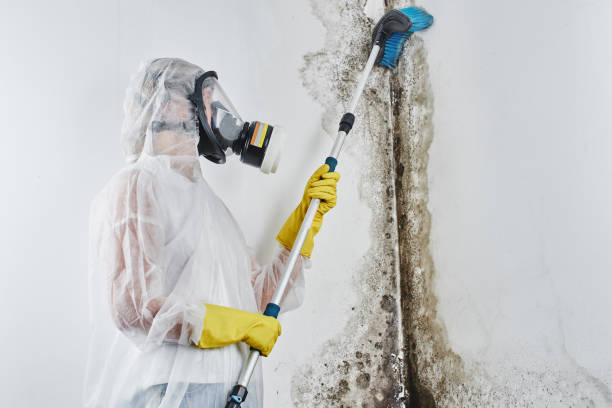 Best Fast Mold Removal  in Mishicot, WI