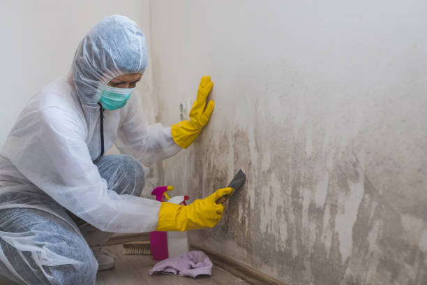 Best Black Mold Removal  in Mishicot, WI