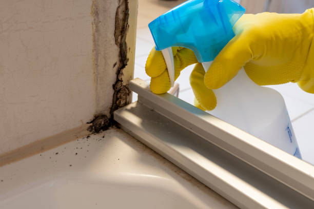 Best Mold Cleaning Services  in Mishicot, WI