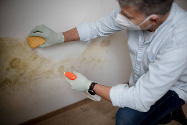 Best Same-Day Mold Removal  in Mishicot, WI