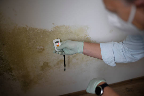 Best Mold Damage Repair  in Mishicot, WI