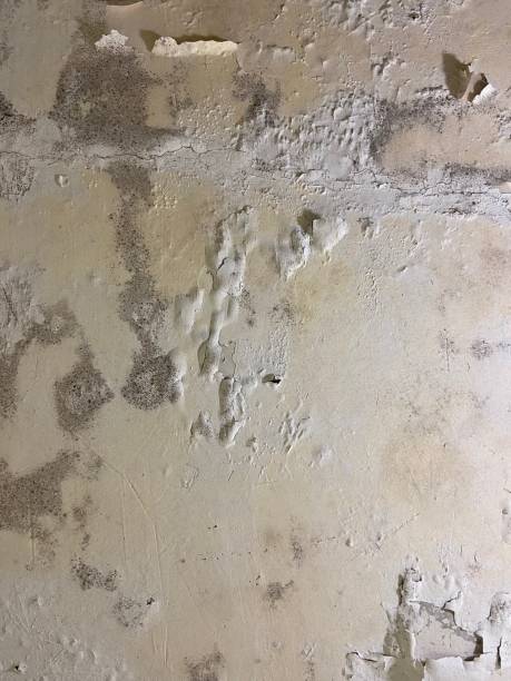 Best Mold Removal Specialists  in Mishicot, WI