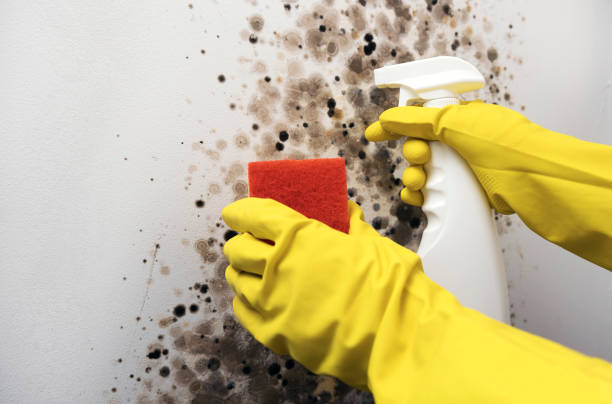 Best Office Mold Removal Services  in Mishicot, WI