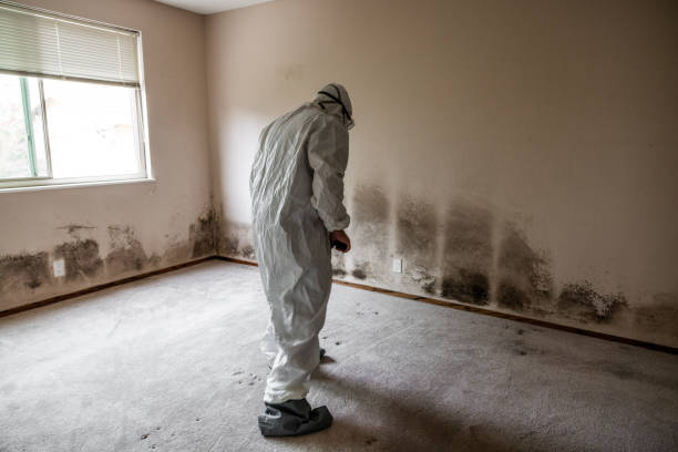 Best Commercial Mold Removal  in Mishicot, WI