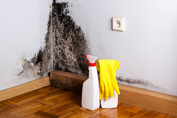 Best Best Mold Removal Companies  in Mishicot, WI