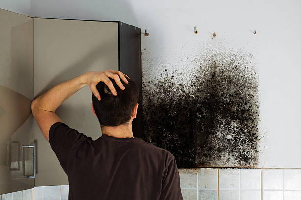 Best Mold Remediation Services  in Mishicot, WI