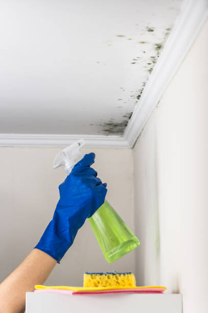 Best Local Mold Removal Service  in Mishicot, WI