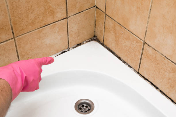 Best Same-Day Mold Removal  in Mishicot, WI